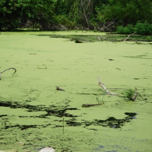 algae_bloom