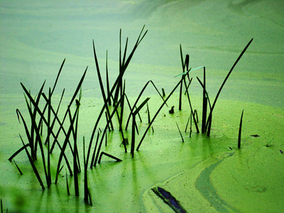 藻华会覆盖水的表面，并防止光线穿透。